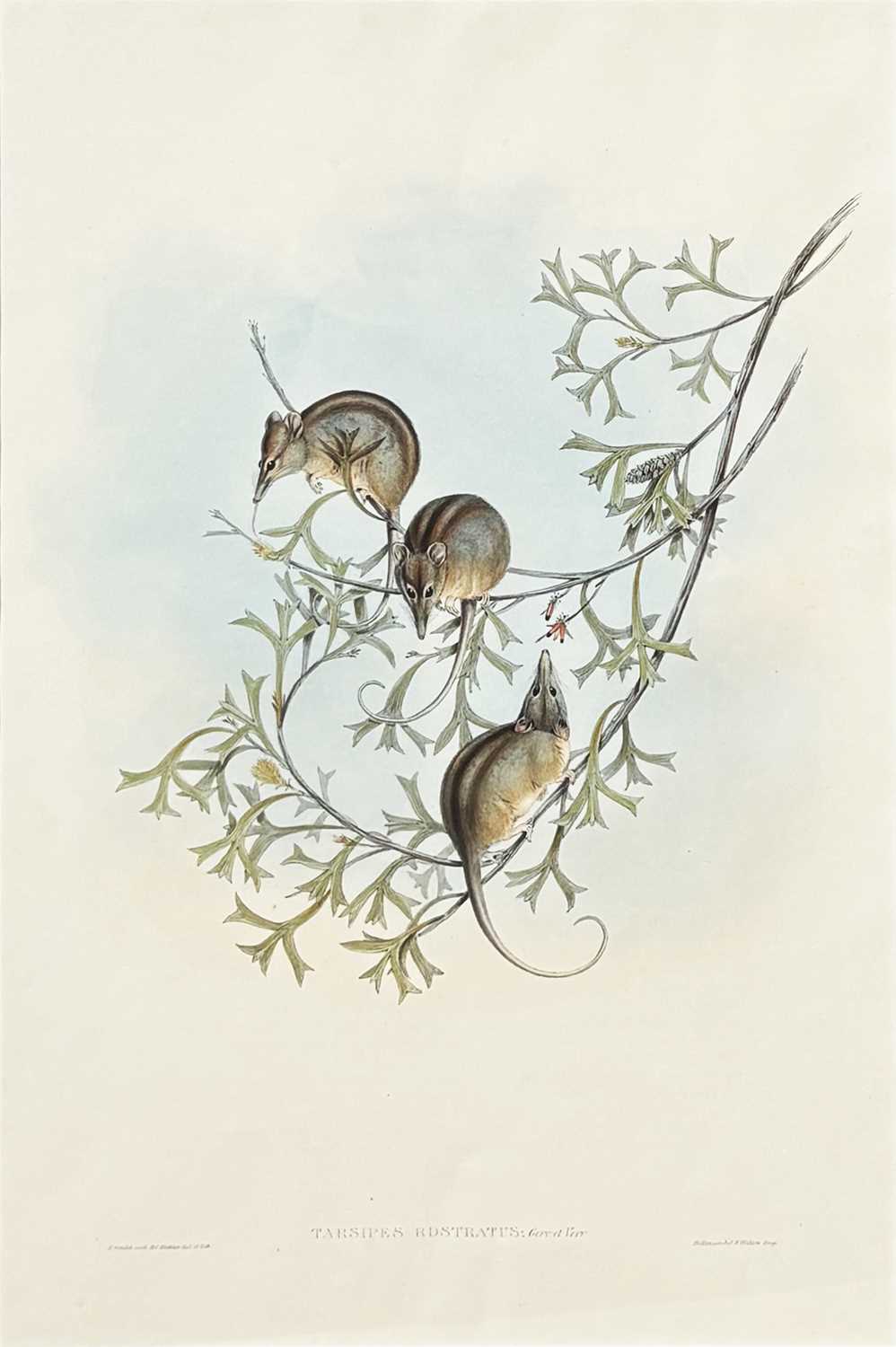 Lot 35 - John Gould 1804-1881.