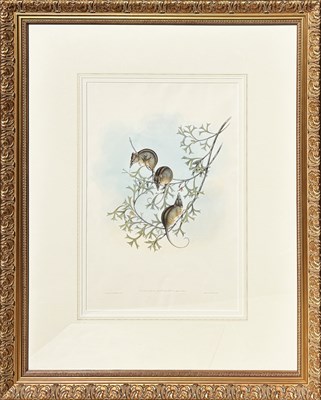 Lot 35 - John Gould 1804-1881.