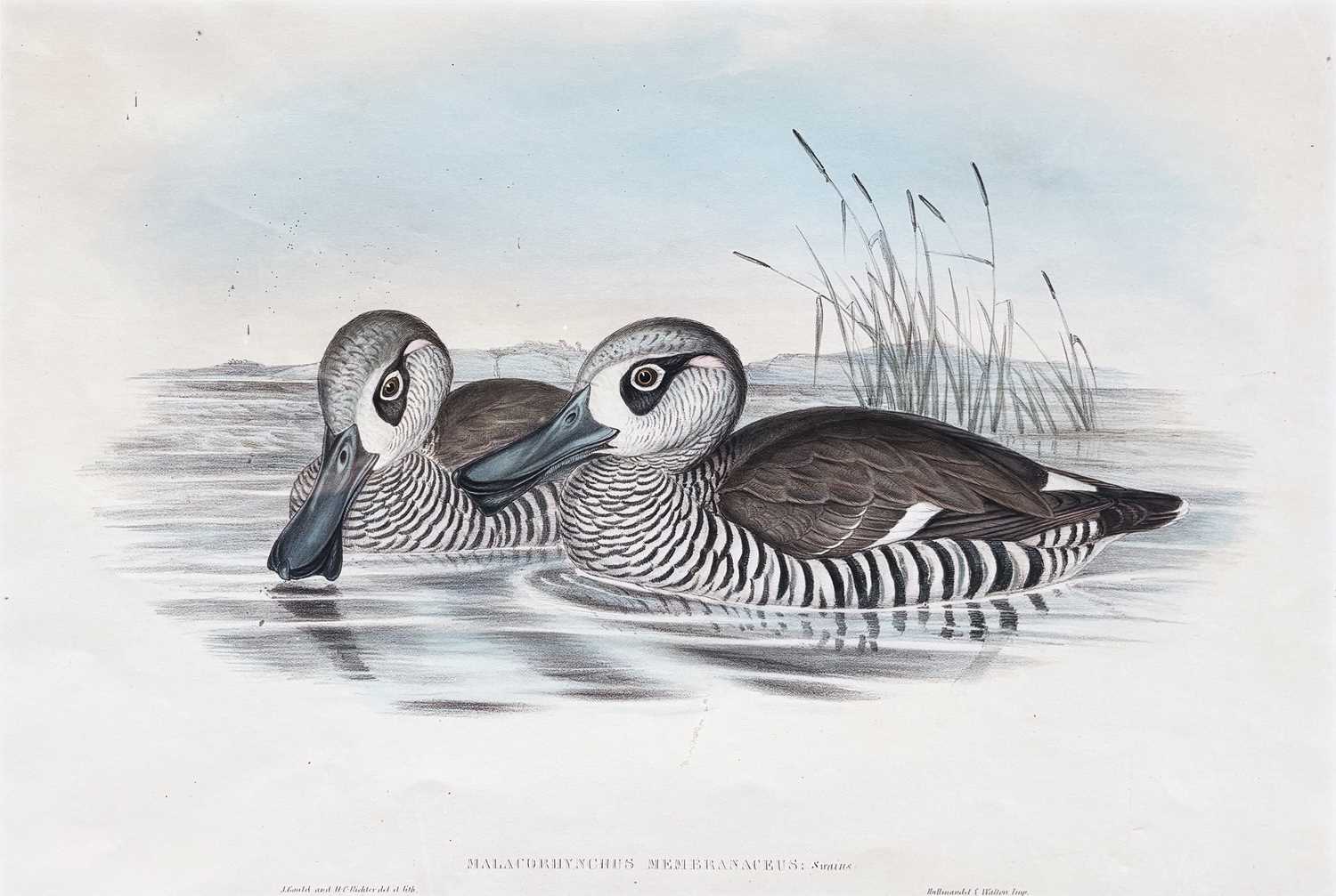 Lot 12 - John Gould 1804 - 1881.