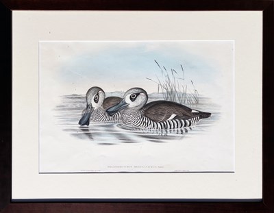 Lot 12 - John Gould 1804 - 1881.