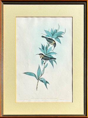 Lot 48 - John Gould 1804 - 1881.