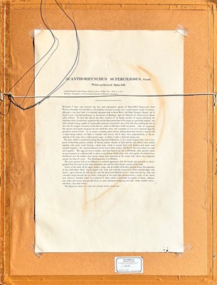 Lot 48 - John Gould 1804 - 1881.