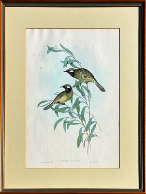 Lot 48 - John Gould 1804 - 1881.
