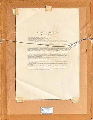 Lot 48 - John Gould 1804 - 1881.