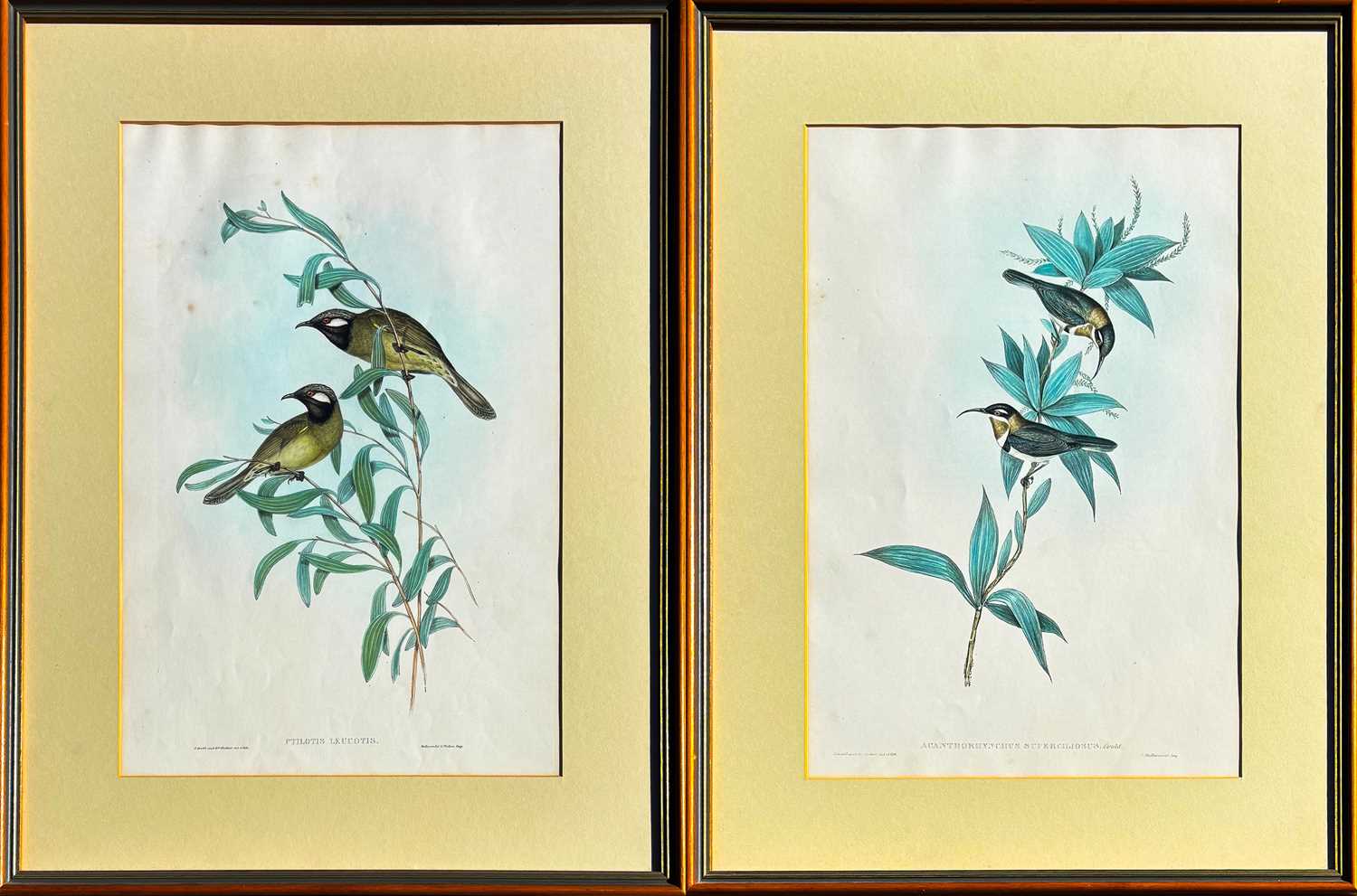 Lot 48 - John Gould 1804 - 1881.
