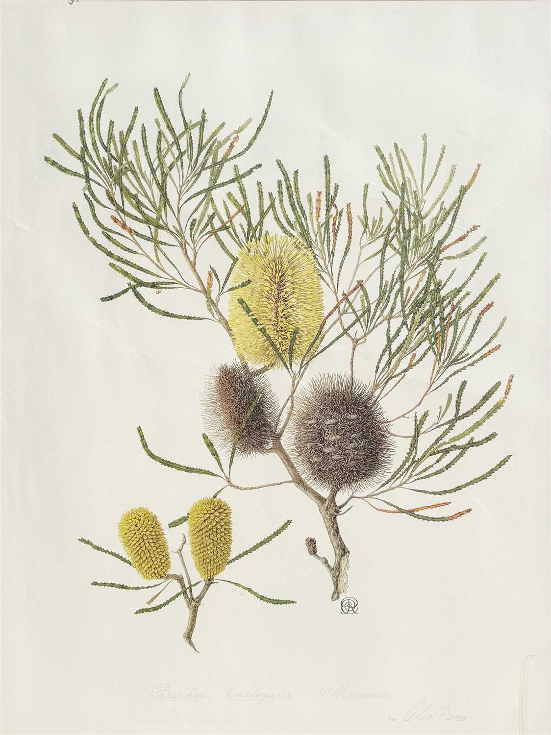 Lot 13 - Celia Rosser b.1930.