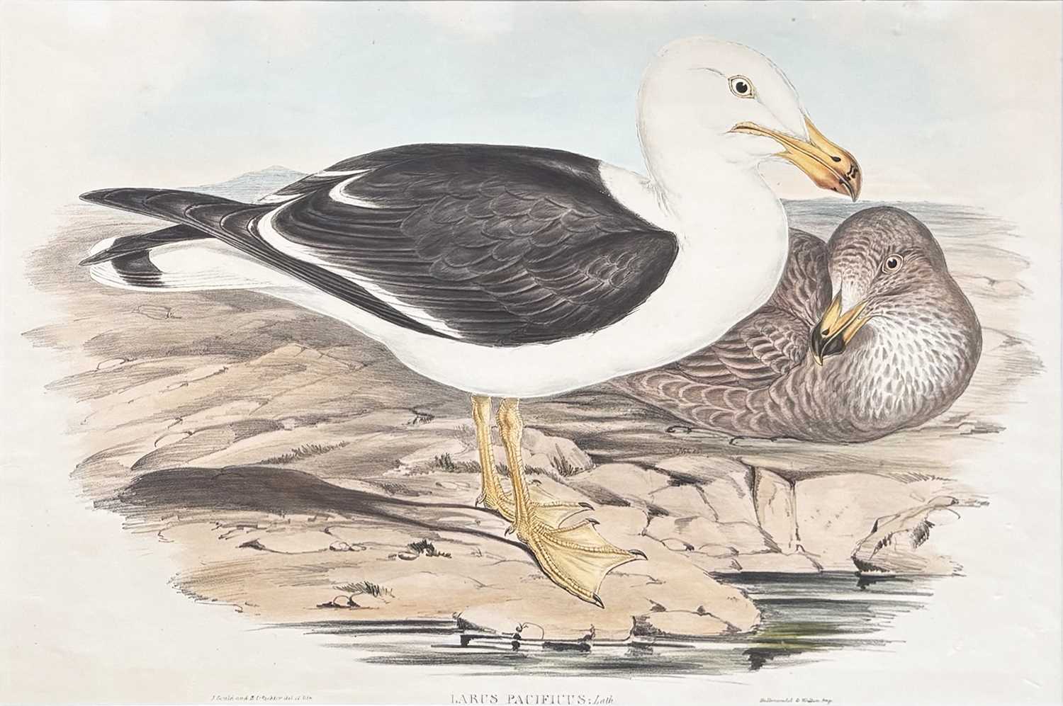 Lot 95 - John Gould 1804-1881.