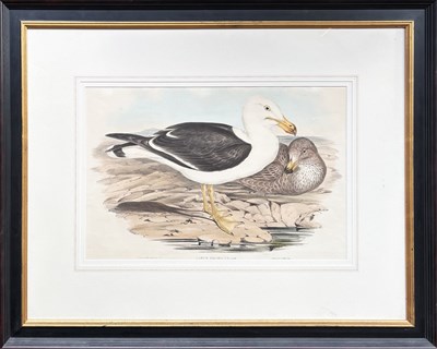 Lot 95 - John Gould 1804-1881.