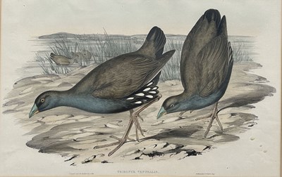 Lot 53 - Pair of John Gould.