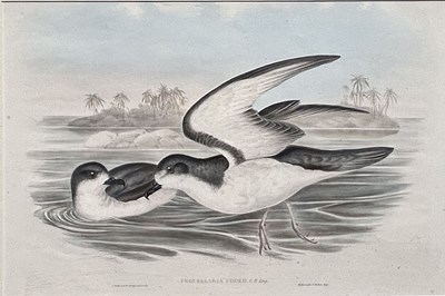 Lot 53 - Pair of John Gould.