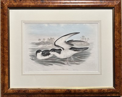 Lot 53 - Pair of John Gould.