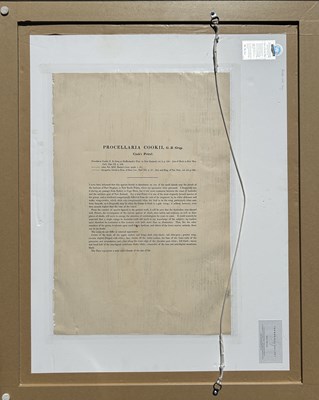 Lot 53 - Pair of John Gould.