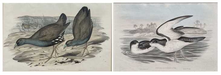 Lot 53 - Pair of John Gould.