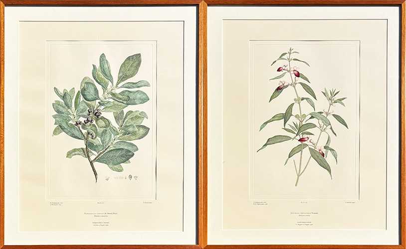 Lot 37 - 2 x Sydney Parkinson Engravings.