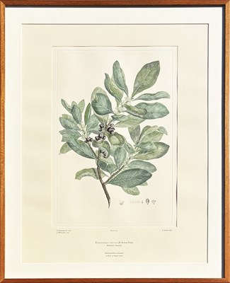 Lot 37 - 2 x Sydney Parkinson Engravings.