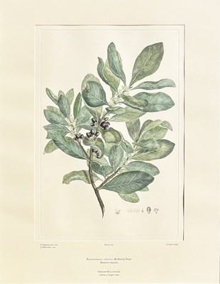 Lot 37 - 2 x Sydney Parkinson Engravings.