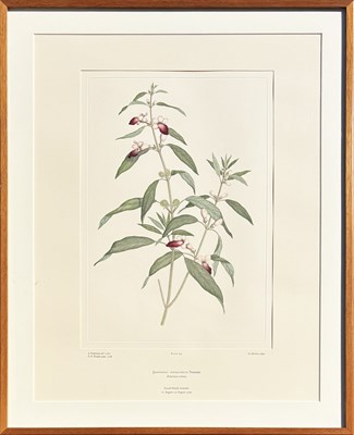 Lot 37 - 2 x Sydney Parkinson Engravings.