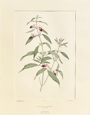 Lot 37 - 2 x Sydney Parkinson Engravings.