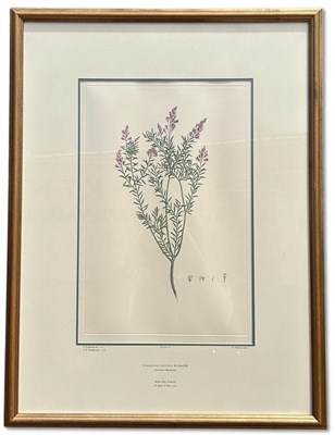 Lot 85 - Sydney Parkinson c.1745-1771.