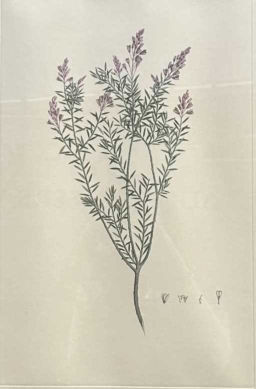 Lot 85 - Sydney Parkinson c.1745-1771.