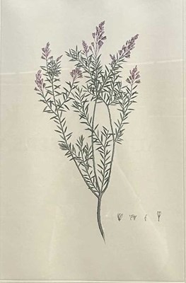 Lot 85 - Sydney Parkinson c.1745-1771.