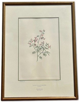 Lot 89 - Sydney Parkinson c.1745-1771.