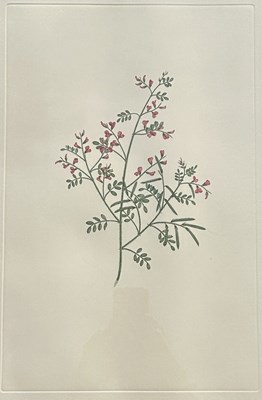 Lot 89 - Sydney Parkinson c.1745-1771.