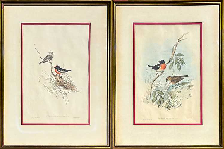 Lot 92 - Pair of John Gould Hand-Coloured Etchings.