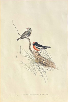 Lot 92 - Pair of John Gould Hand-Coloured Etchings.