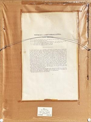 Lot 92 - Pair of John Gould Hand-Coloured Etchings.