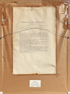 Lot 92 - Pair of John Gould Hand-Coloured Etchings.