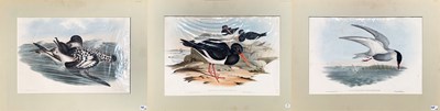 Lot 9 - 3 x John Gould Original Hand-Coloured Lithographs.