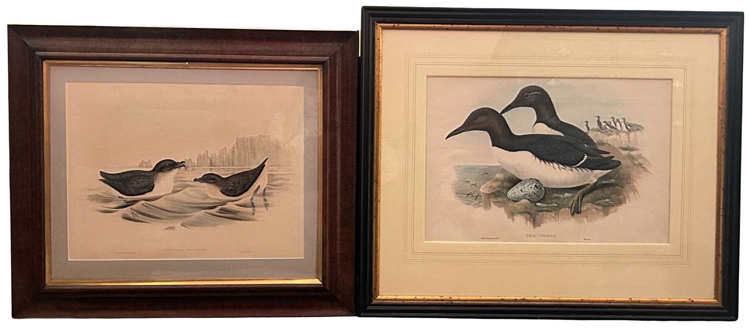 Lot 65 - 2 x John Gould Hand-Coloured Lithographs 1804-1881.