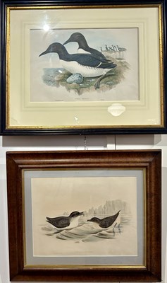 Lot 65 - 2 x John Gould Hand-Coloured Lithographs 1804-1881.