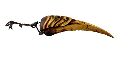 Lot 124 - Papua New Guinea Blyth Hornbill Beak Breast Ornament.