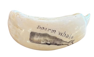 Lot 161 - 2 x Whale Tooth.