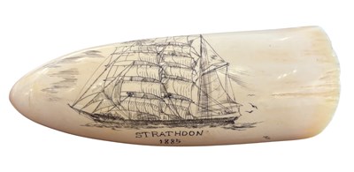 Lot 161 - 2 x Whale Tooth.