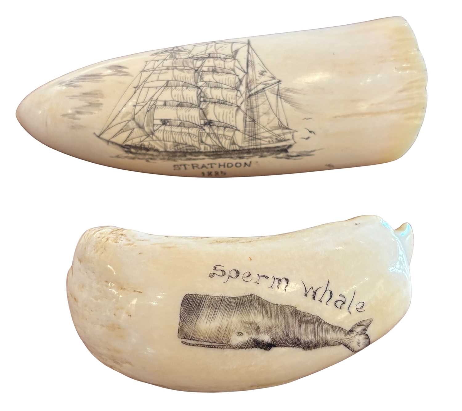 Lot 161 - 2 x Whale Tooth.